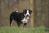 BOUVIER D'APPENZELL 106
